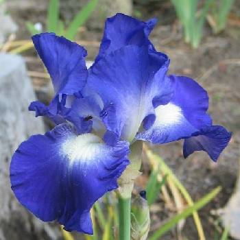 Ирис Iris Germanica ‘City Lights’ 